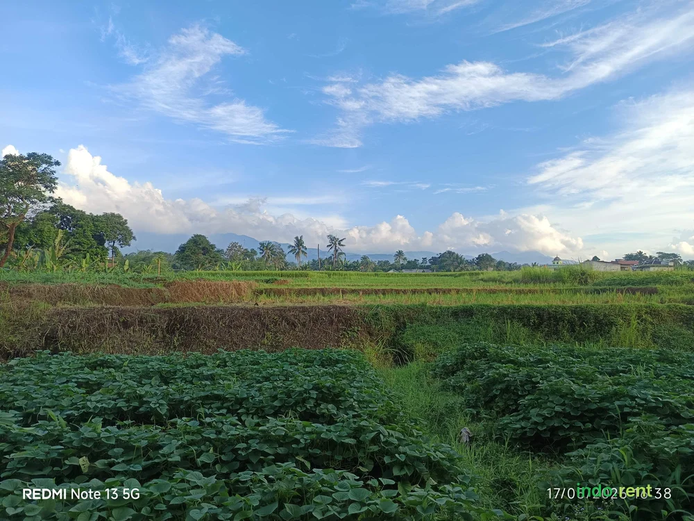 Jual Lahan Sawah