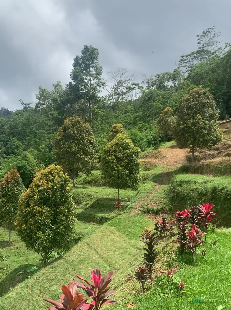 Clove Plantation Land for Rent 50 Are (5000 Sqm) Lemukih Village, Sawan District, Buleleng, Bali 3