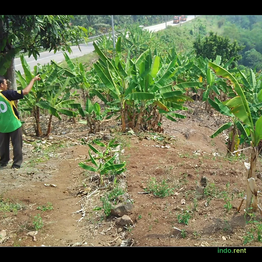 Dijual tanah kebun 6 hektar dekat pelabuhan Bakauheni Lampung 3
