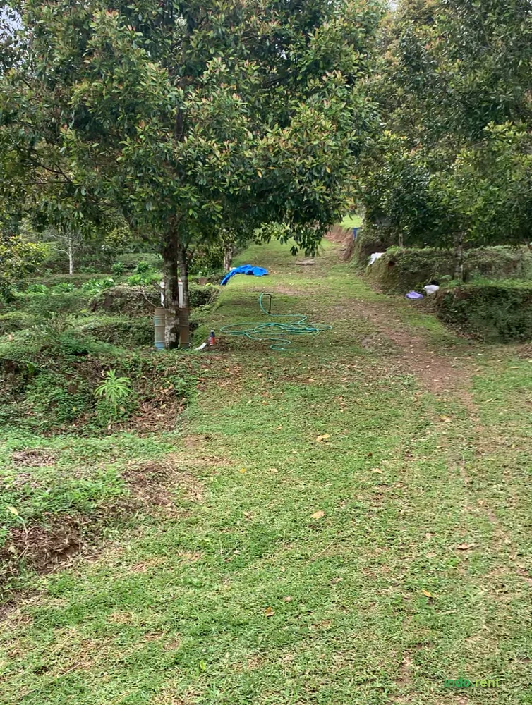 Clove Plantation Land for Rent 50 Are (5000 Sqm) Lemukih Village, Sawan District, Buleleng, Bali