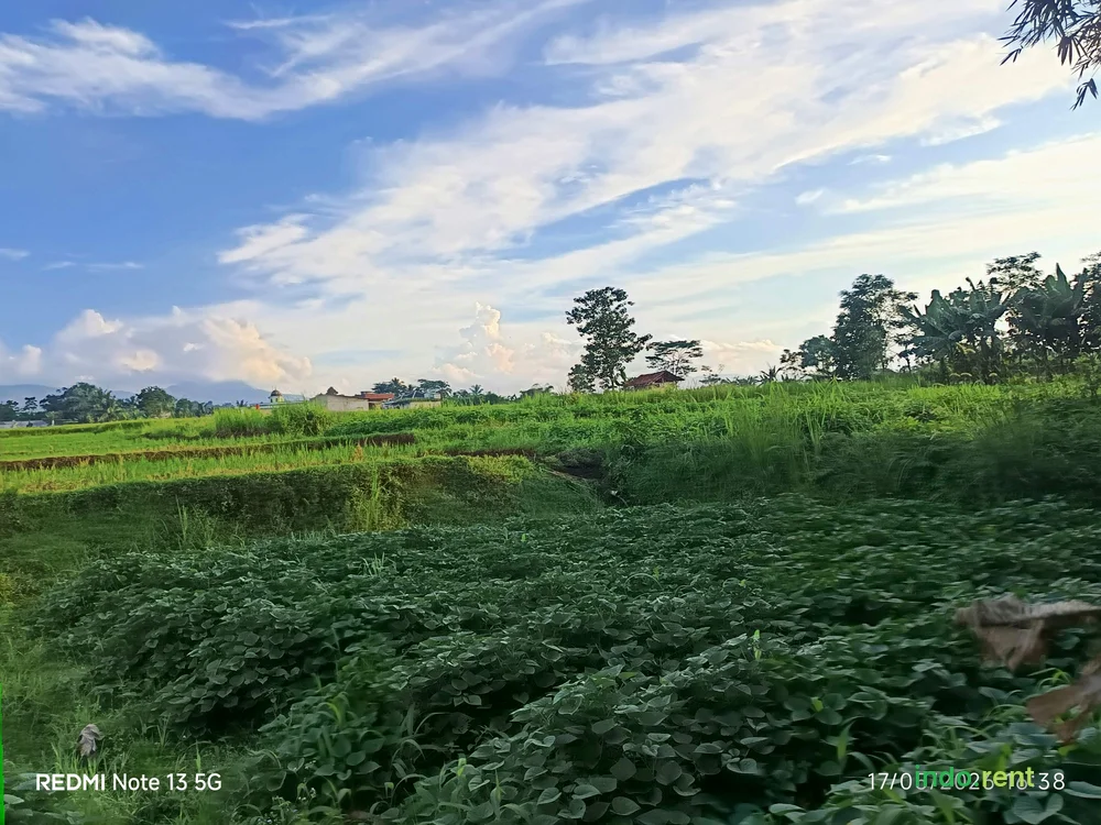 Jual Lahan Sawah 2