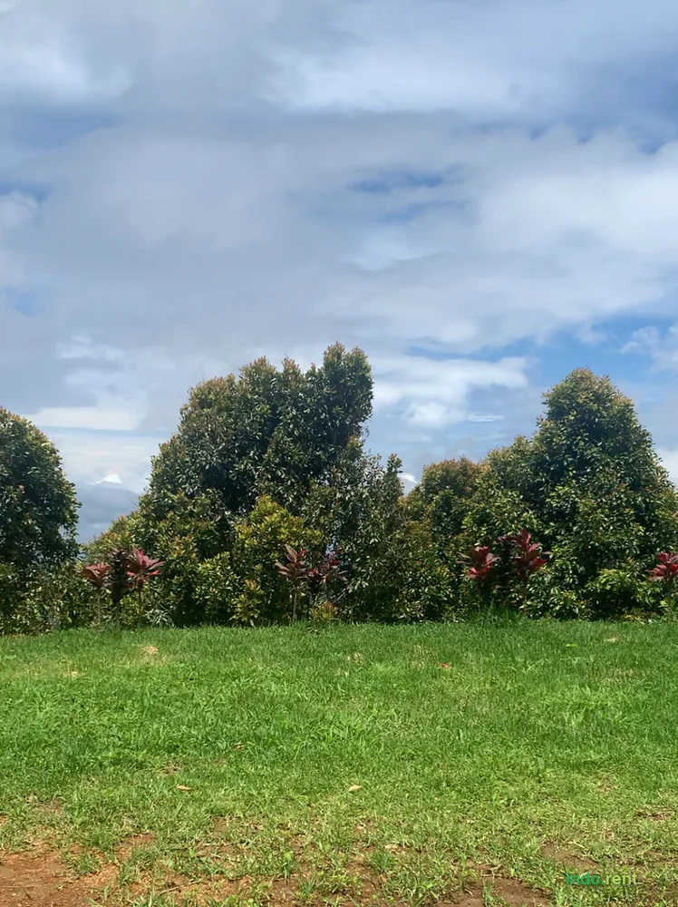 Clove Plantation Land for Rent 50 Are (5000 Sqm) Lemukih Village, Sawan District, Buleleng, Bali 2