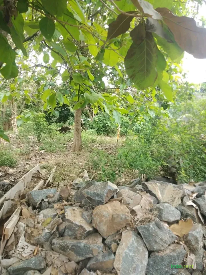 Tanah kebun 2