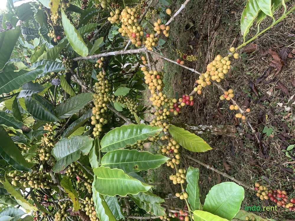 Jual Tanah Kebun Full Kopi, Luas 9.828 Hektar Tinggarsari Buleleng Bali 2
