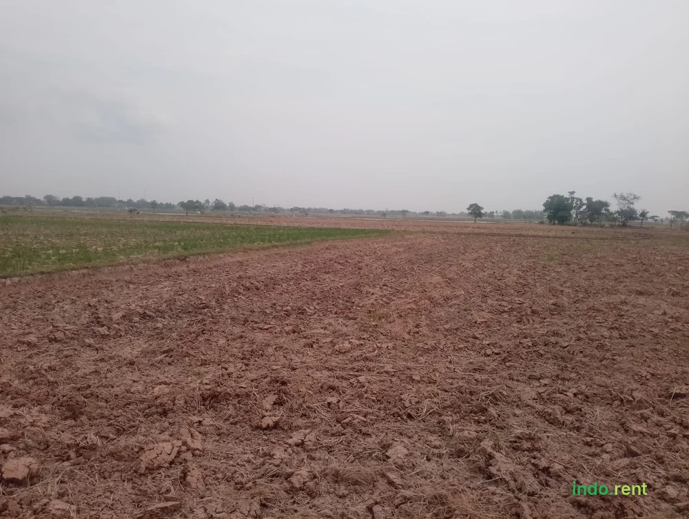 Jual tanah sawah produktif  3