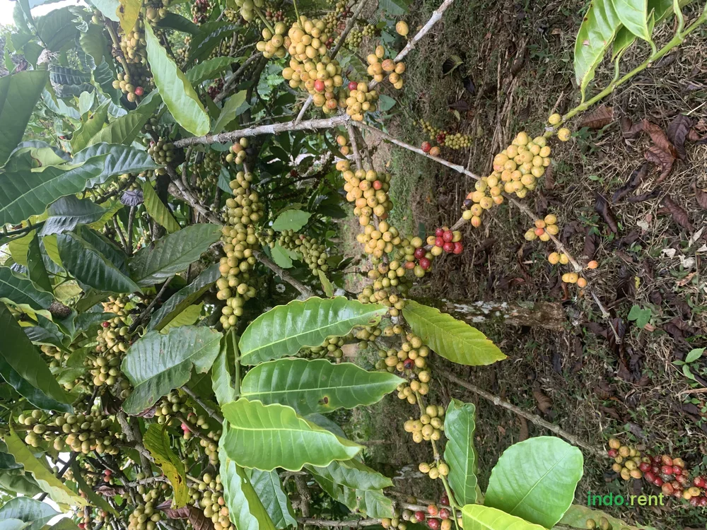 Jual Tanah Kebun Full Kopi, Luas 9.828 Hektar Tinggarsari Buleleng Bali 3